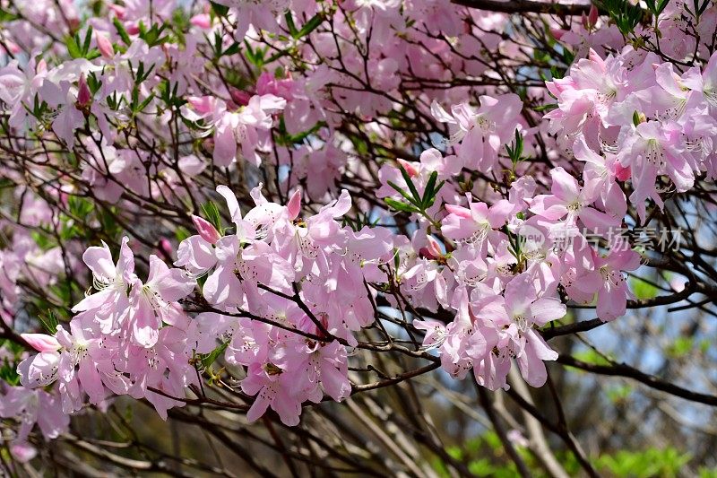 杜鹃花/皇家杜鹃花